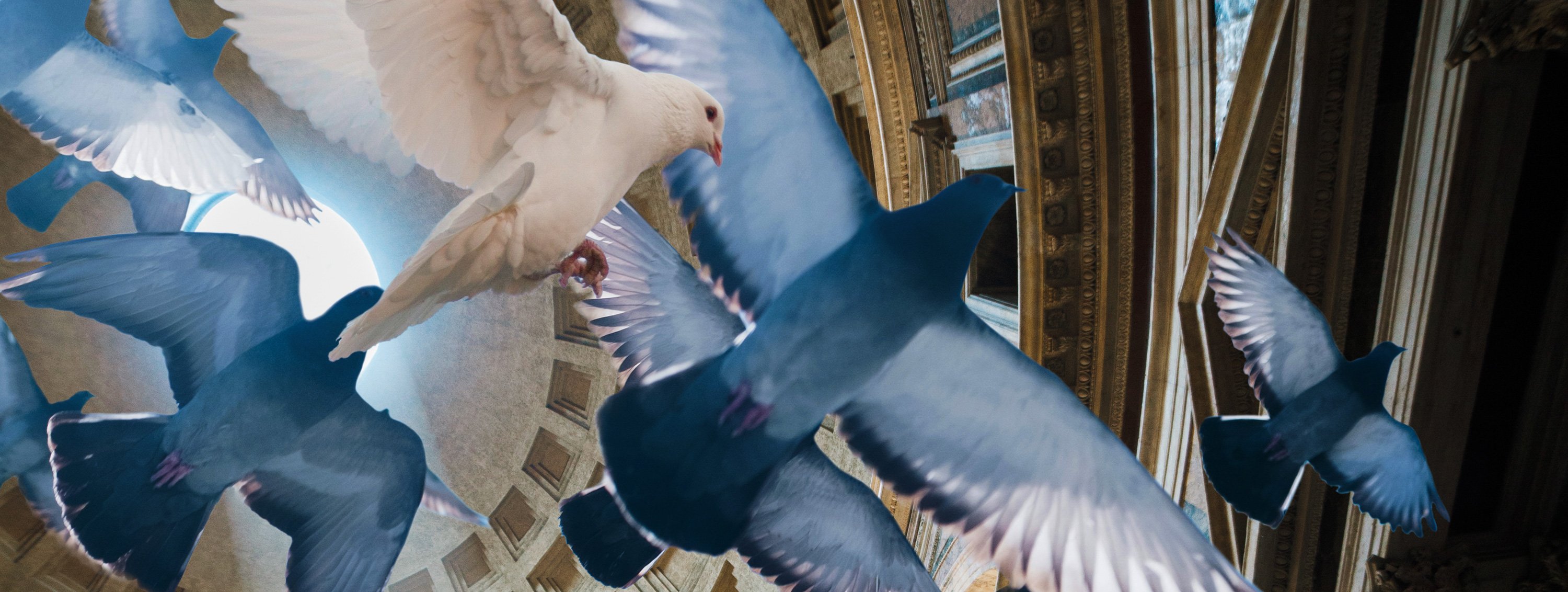 Zwei Tauben fliegen durch die Kuppel eines historischen Gebäudes, eine weiß und eine blau-grau gefärbt.