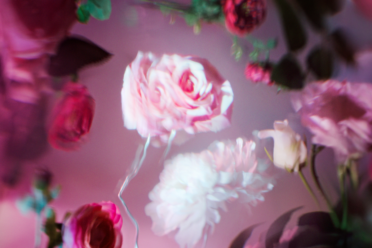 Weiche, rosa und weiße Blüten schweben in einem traumhaft verschwommenen Lichtspiel aus Rosa und Violett.