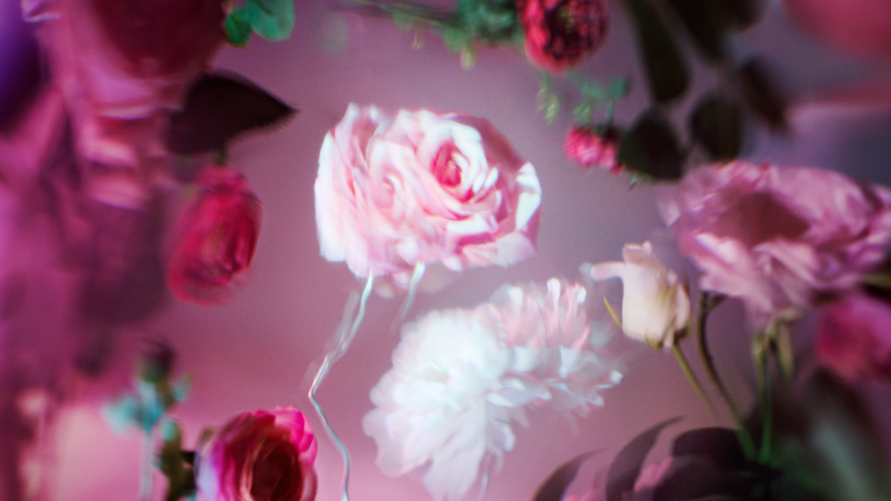 Weiche, rosa und weiße Blüten schweben in einem traumhaft verschwommenen Lichtspiel aus Rosa und Violett.