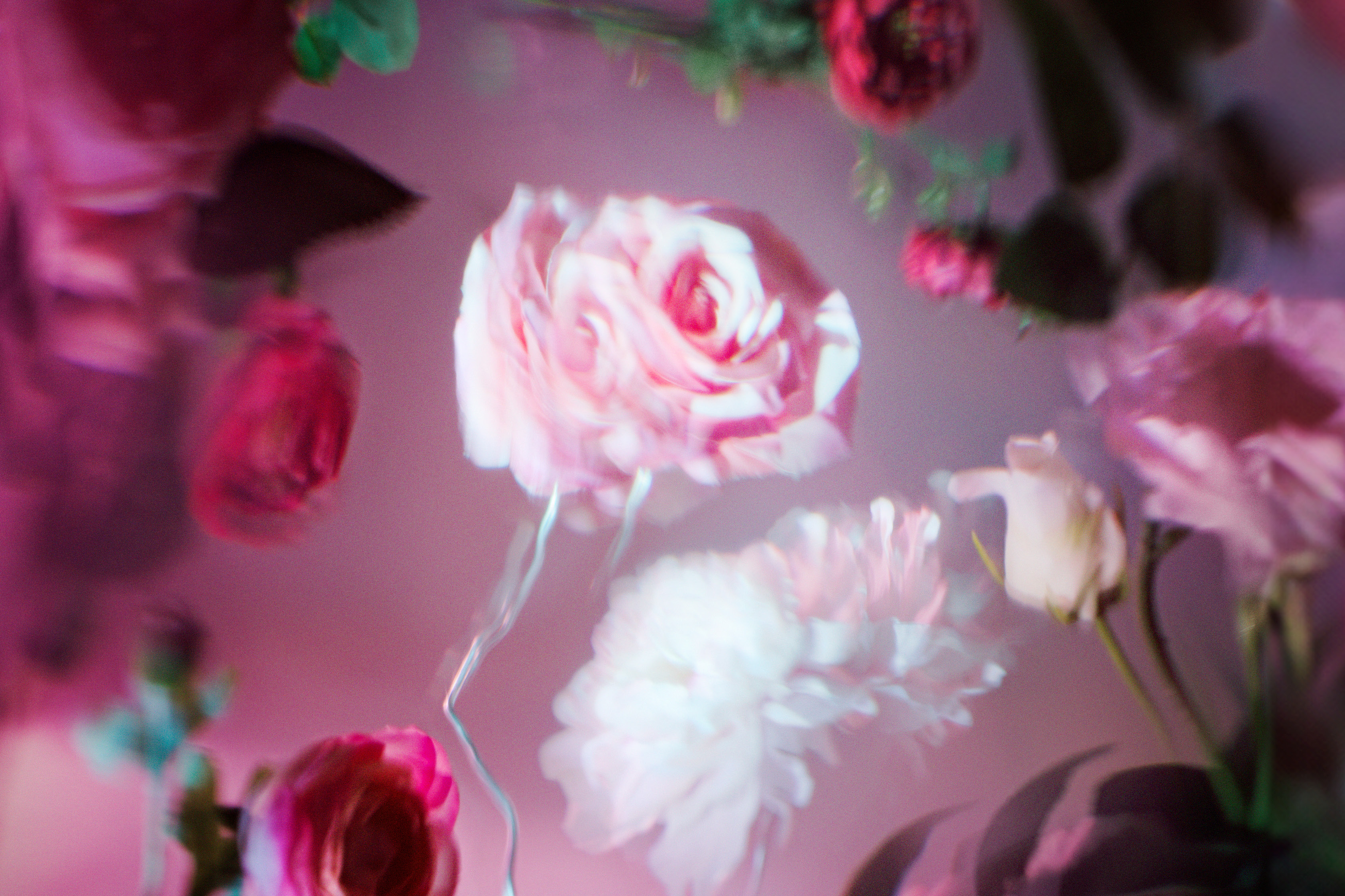 Weiche, rosa und weiße Blüten schweben in einem traumhaft verschwommenen Lichtspiel aus Rosa und Violett.