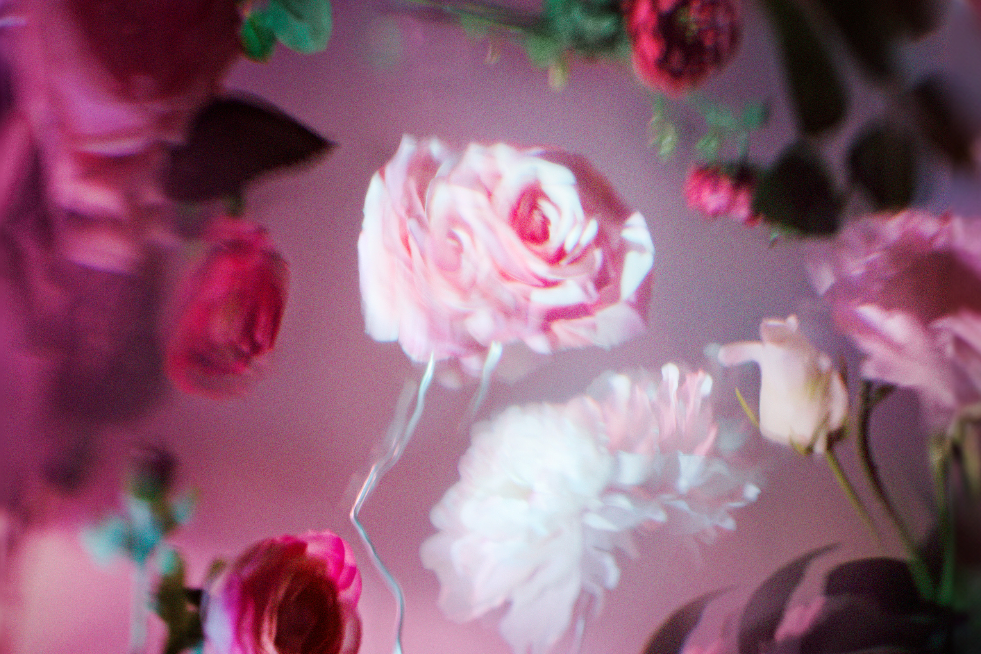 Weiche, rosa und weiße Blüten schweben in einem traumhaft verschwommenen Lichtspiel aus Rosa und Violett.